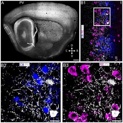 Spatiotemporal Distribution of GABAA Receptor Subunits Within Layer II of Mouse Medial Entorhinal Cortex: Implications for Grid Cell Excitability